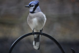 Bluejay<BR>March 10, 2009