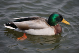Mallard Duck<BR>March 18, 2009
