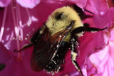 Bumble Bee Macro<BR>April 29, 2009