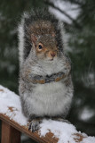 Squirrel in the Snow<BR>December 31, 2009