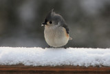 Tufted Titmouse in the Snow<BR>February 3, 2010