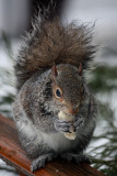 Squirrel<BR>February 25, 2010
