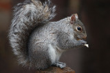 Squirrel<BR>March 29, 2010