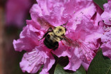 Bumble Bee Macro<BR>April 16, 2010