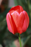 Red Tulip Macro<BR>April 23, 2010