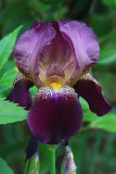 Purple Iris Macro<BR>May 18, 2010