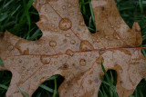 Oak Leaf Macro<BR>October 24, 2007