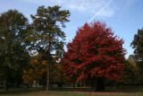 Red Maple Tree<BR>October 26, 2007