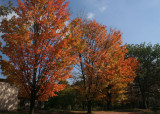 Maple Trees<BR>October 30, 2007