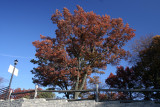 Oak Tree<BR>November 14, 2007