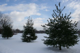 Pine Trees<BR>December 14, 2007