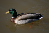 Irish Duck<BR>March 17, 2008