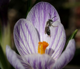 Insect on Crocus<BR>April 12, 2008