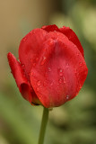 Wet Red Tulip<BR>April 29, 2008