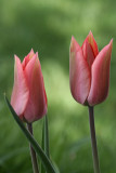 Pink Tulips<BR>April 30, 2008