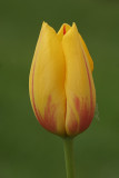 Yellow Tulip<BR>May 9, 2008