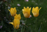 Yellow Tulips<BR>May 11, 2008