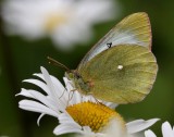 Svavelgul höfjäril (Colias palaeno)