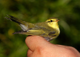 Wood Warbler (Phylloscopus sibilatrix) 2K+
