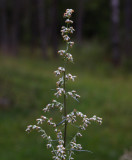 Grbo (Artemisia vulgaris)