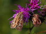 Allmänt gräsfly (Cerapteryx graminis)