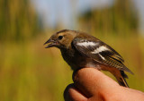 Common Chaffinch (Fringilla coelebs), 1K female