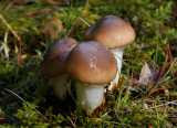 Smörsopp (Suillus luteus)