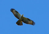 Honey Buzzard (Pernis apivorus), 1K