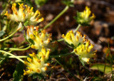 Getväppling (Anthyllis vulneraria)