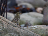 Rock Pipit (Anthus petrosus)