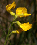 Gulvial (Lathyrus pratensis)