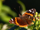 Red Admiral (Vanessa atalanta)