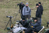 Birders at Kåseberga