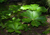 Bronsrodgersia (Rodgersia podophylla)