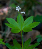 Myskmadra (Galium odoratum)