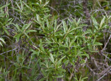 Havtorn (Hippophaë rhamnoides)