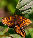 Bäckpärlemorfjäril (Boloria thore)