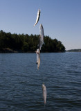 Baltic Herring (Clupea harengus)