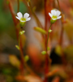 Hällebräcka (Saxifraga osloënsis)
