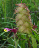 Korskovall (Melampyrum cristatum)