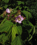 Rosenhallon (Rubus odoratus)