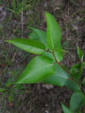 Balsampoppel (Populus balsamifera)