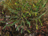 Stenmalört (Artemisia rupestris)