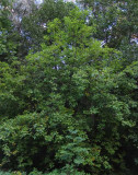 Virginiahägg (Prunus virginiana)