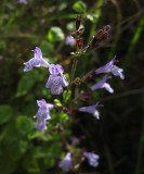 Stenkyndel (Calamintha nepeta ssp. glandulosa)