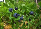 Blåbär (Vaccinium myrtillus)