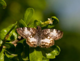 White-patched Skipper (Chiomara georgina)