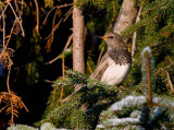 Black-throated Thrush (Turdus ruficollis ssp. atrogularis)