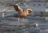 Glaucous Gull (Larus hyperboreus)