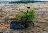 Örtaggsvamp (Auriscalpium vulgare)